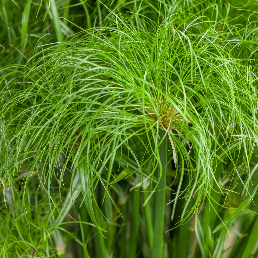 Graceful Grasses® Prince Tut® | Proven Winners®