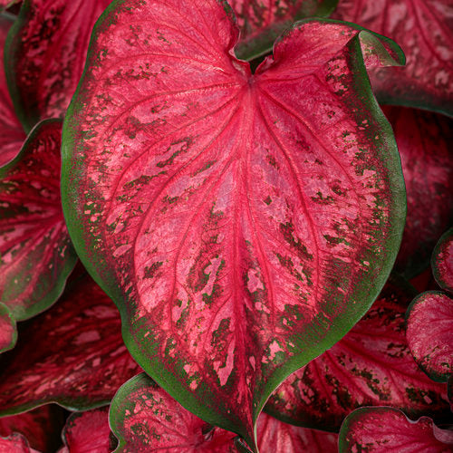 Heart to Heart® Scarlet Flame Caladium | Proven Winners®