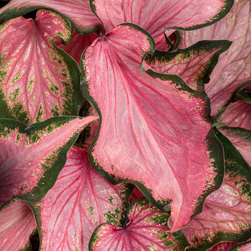 Heart to Heart® Va Va Violet Caladium | Proven Winners®