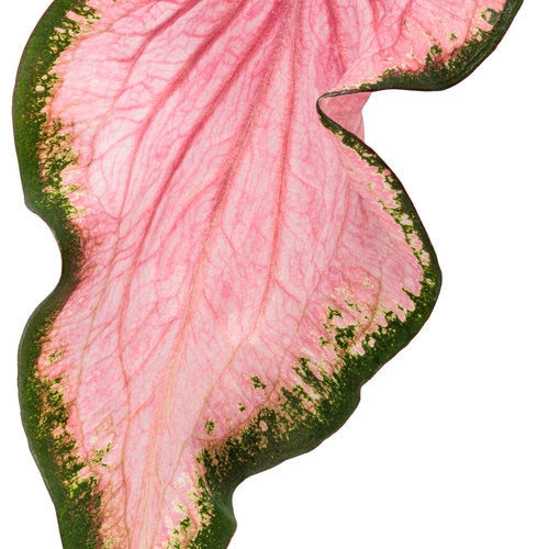Heart to Heart® Va Va Violet Caladium | Proven Winners®