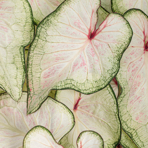 Heart to Heart® White Wonder Caladium | Proven Winners®