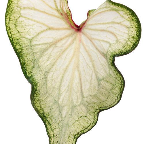 Heart to Heart® White Wonder Caladium | Proven Winners®