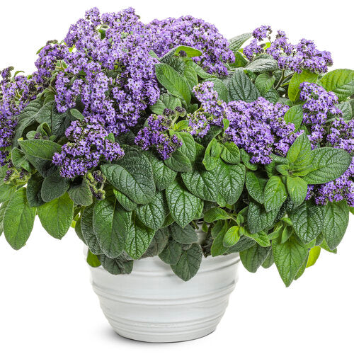Aromagica™ Purple Heliotrope | Proven Winners®
