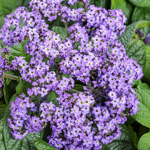 Aromagica™ Purple Heliotrope | Proven Winners®