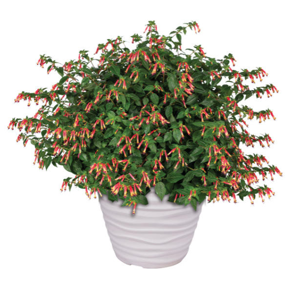 Hummingbird’s Lunch' Cuphea | Creekside Champions™