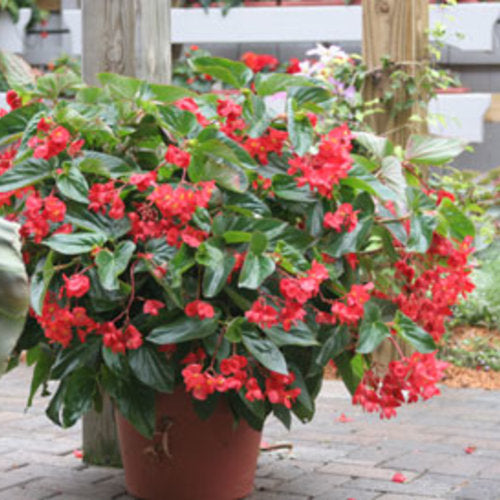 Dragon Wing® Red Begonia | Creekside Champions™