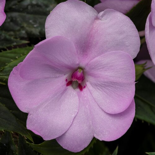 SunPatiens® 'Compact Orchid Blush' Impatiens | Creekside Champions™