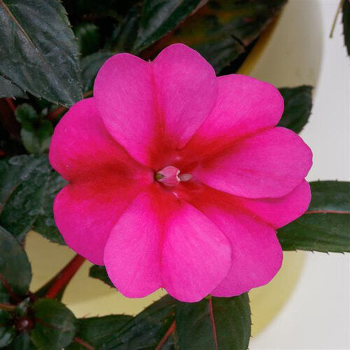 SunPatiens® 'Compact Purple Candy' Impatiens | Creekside Champions™