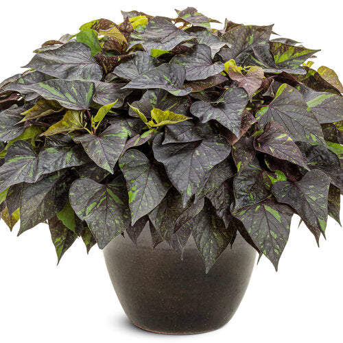 Sweet Caroline Sweetheart Shadowstorm Sweet Potato Vine | Proven Winners®