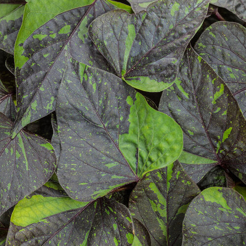 Sweet Caroline Sweetheart Shadowstorm Sweet Potato Vine | Proven Winners®