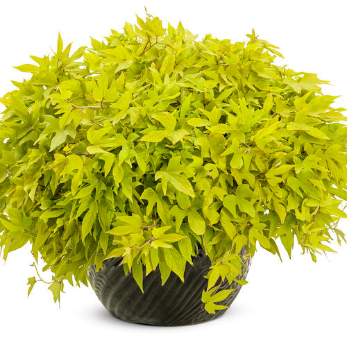 Sweet Caroline Upside™ Key Lime Ornamental Sweet Potato Vine