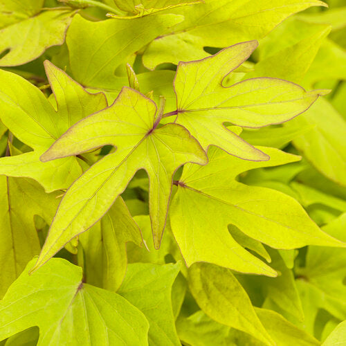 Sweet Caroline Upside™ Key Lime Ornamental Sweet Potato Vine