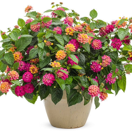 Luscious® Royale Cosmo Lantana | Proven Winners®
