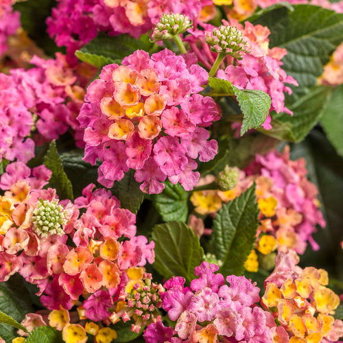 Luscious® Royale Cosmo Lantana | Proven Winners®