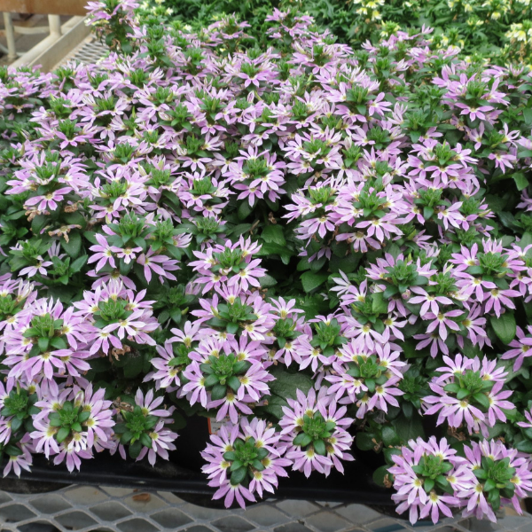 Surdiva Lilac Mist' Scaevola | Creekside Champions™