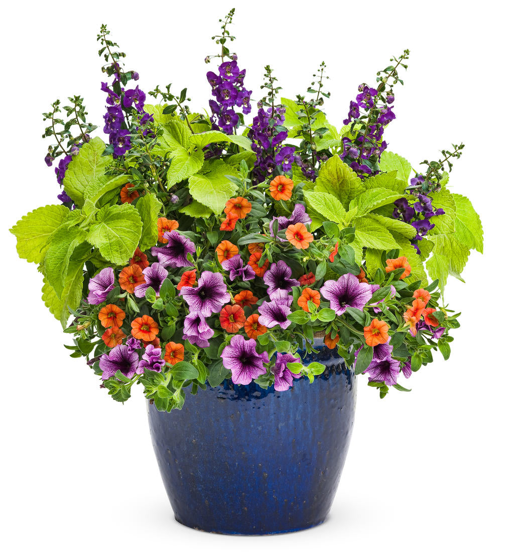 ColorBlaze® Lime Time™ Coleus | Proven Winners®