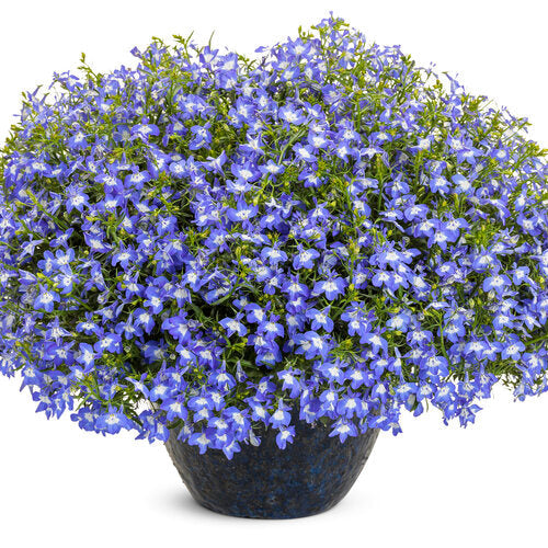 Laguna Royale Blue Pearl | Proven Winners®