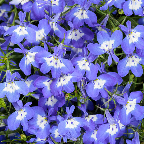 Laguna Royale Blue Pearl | Proven Winners®