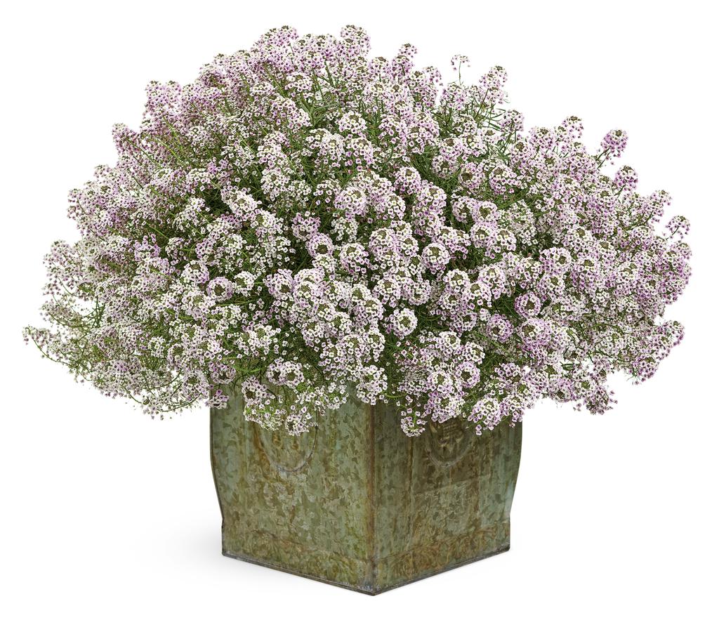 Blushing Princess® Sweet Alyssum | Proven Winners®
