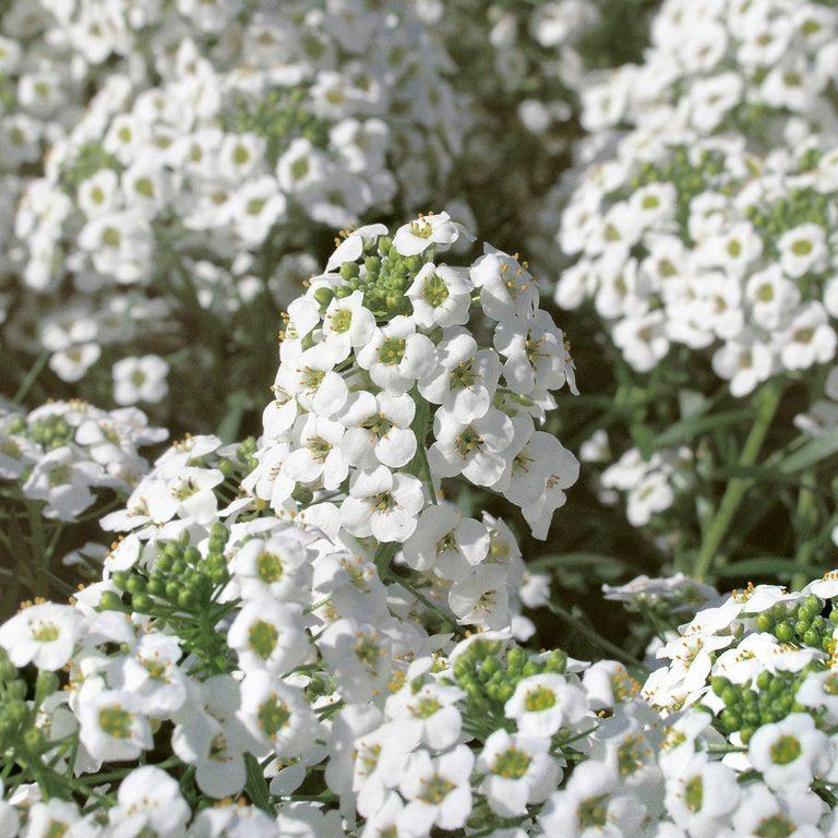 Snow Princess® Sweet Alyssum | Proven Winners®
