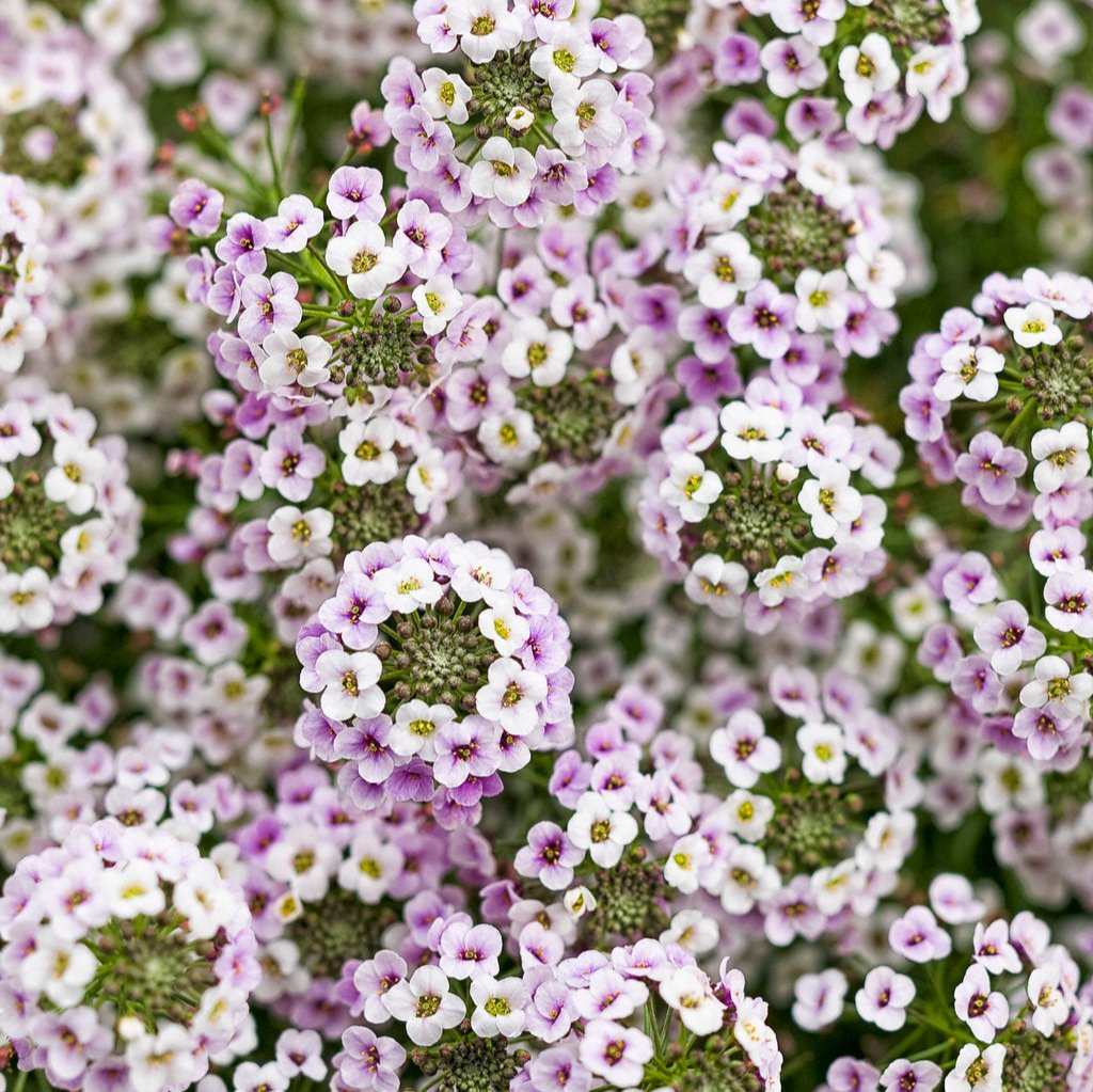 Blushing Princess® Sweet Alyssum | Proven Winners®