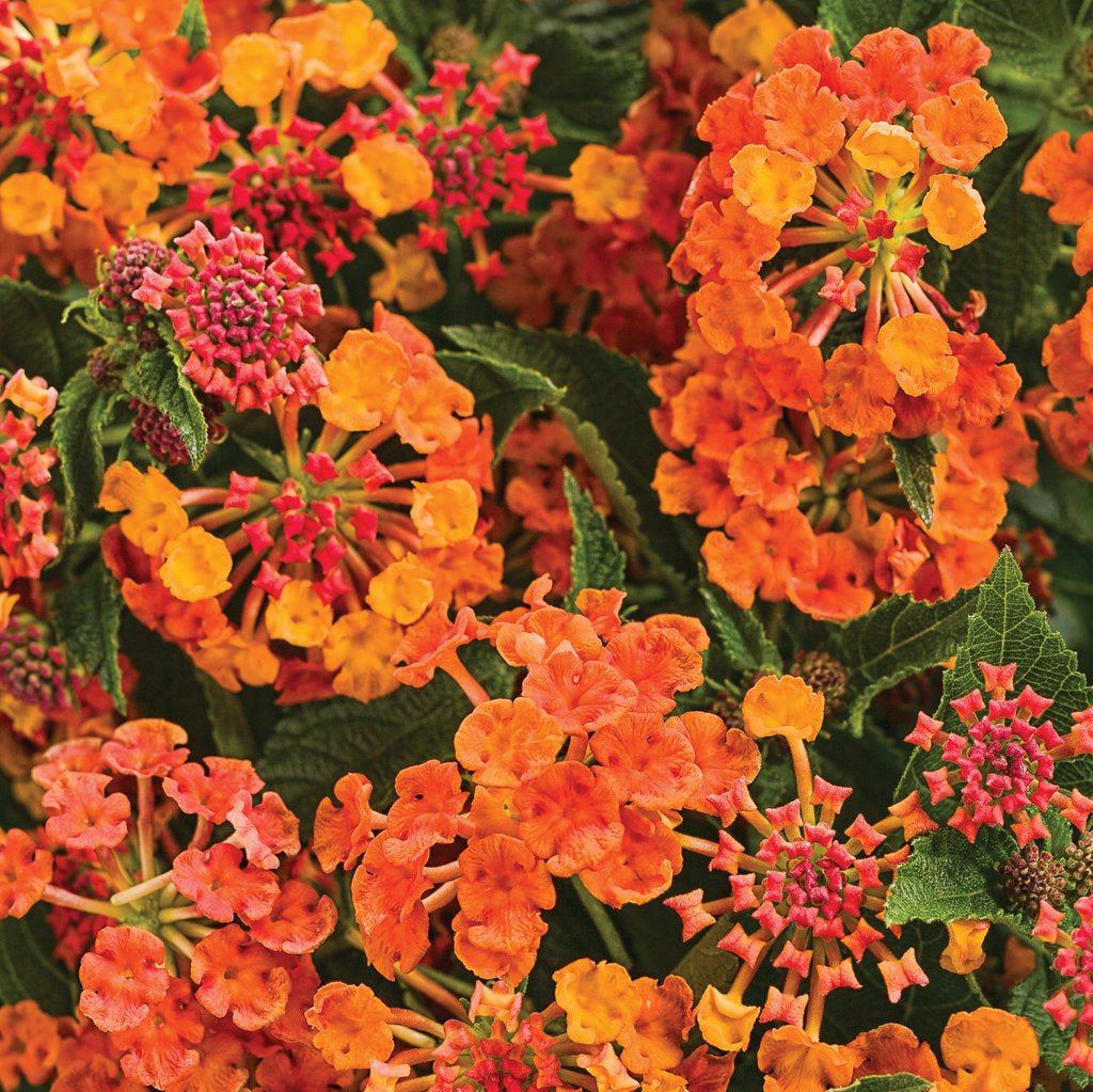 Luscious® Marmalade Lantana | Proven Winners®