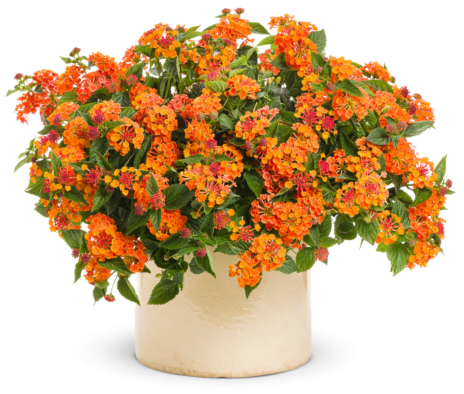 Luscious® Marmalade Lantana | Proven Winners®