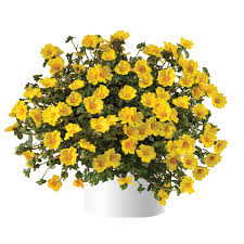 Mega Pazzaz™ Gold Portulaca | Creekside Champions™