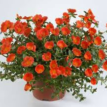 Mega Pazzaz™ Orange Portulaca | Creekside Champions™