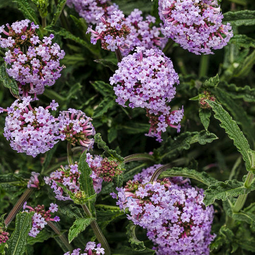 Meteor Shower® Verbena | Proven Winners®