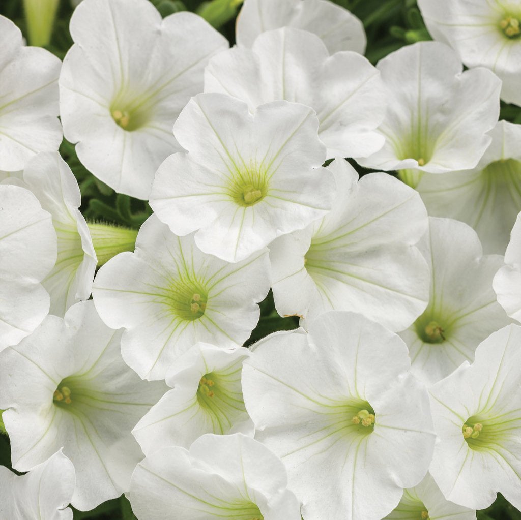 Supertunia Mini Vista® White Petunia | Proven Winners