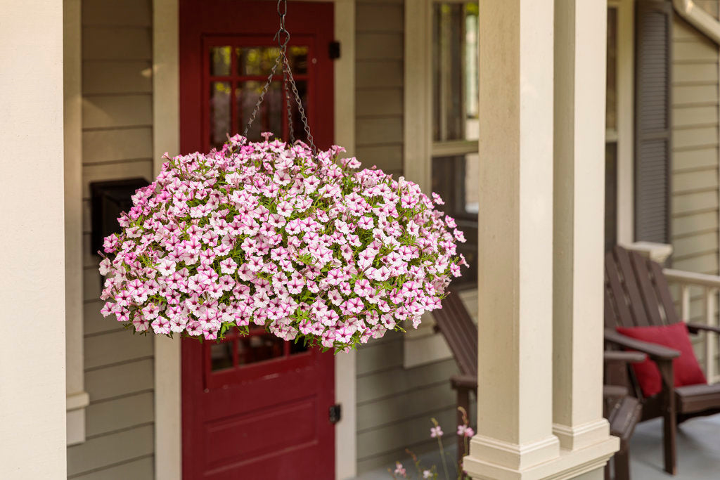 Supertunia Mini Vista® Pink Star Petunia | Proven Winners