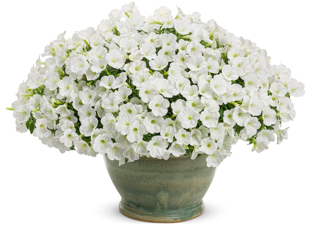 Supertunia Mini Vista® White Petunia | Proven Winners