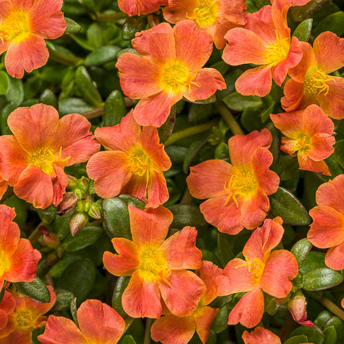 Mojave® Tangerine Portulaca | Proven Winners®