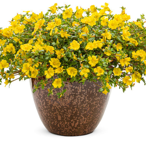Mojave® Yellow Portulaca | Proven Winners®