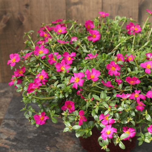 Mojave® Fuchsia Portulaca | Proven Winners®
