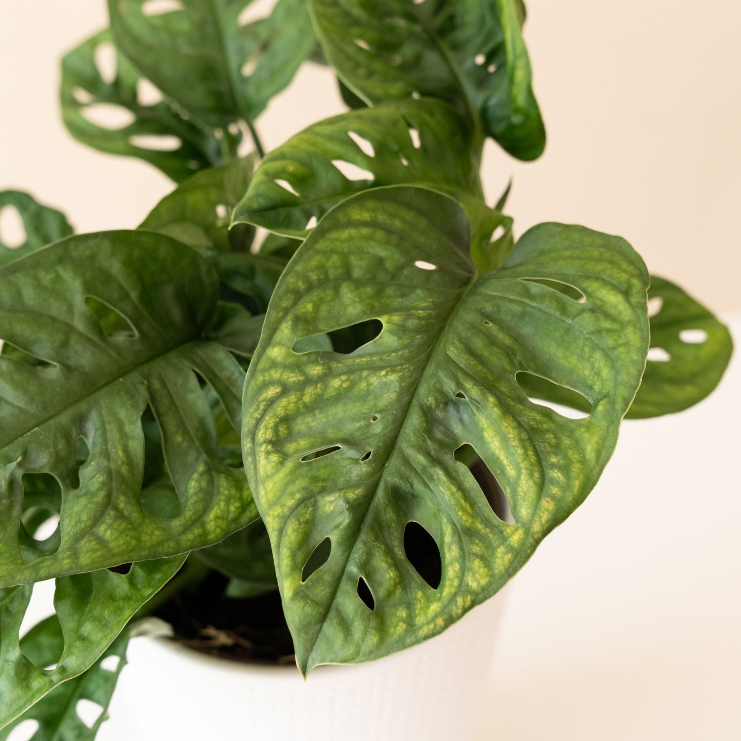 Mysteria® Adansonii