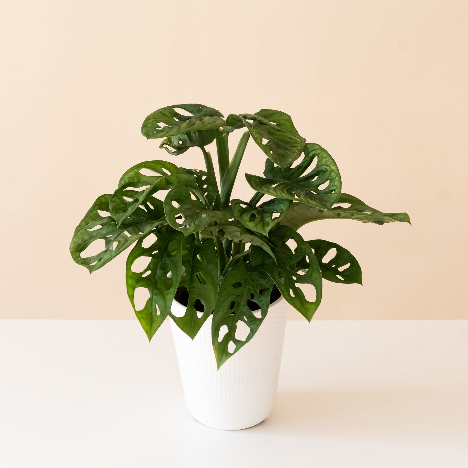 Mysteria® Adansonii