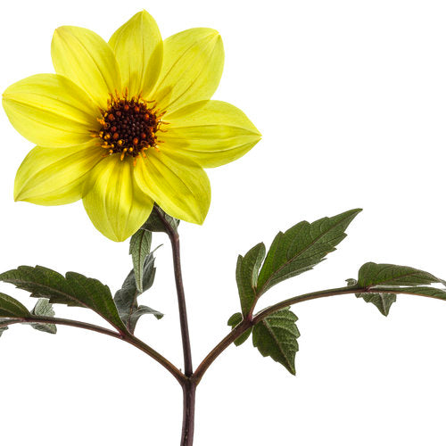 Mystic Illusion Dahlia | Proven Winners®