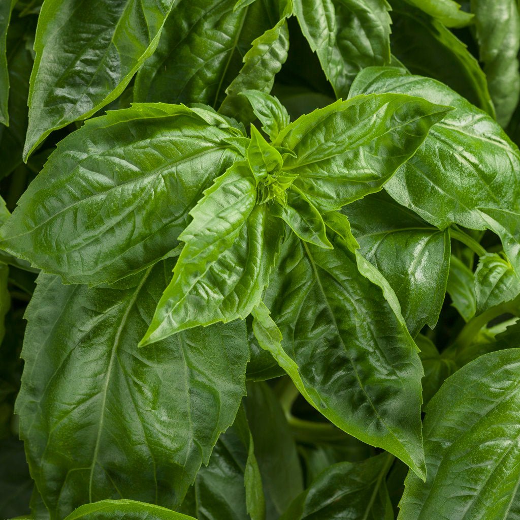 Amazel Basil®