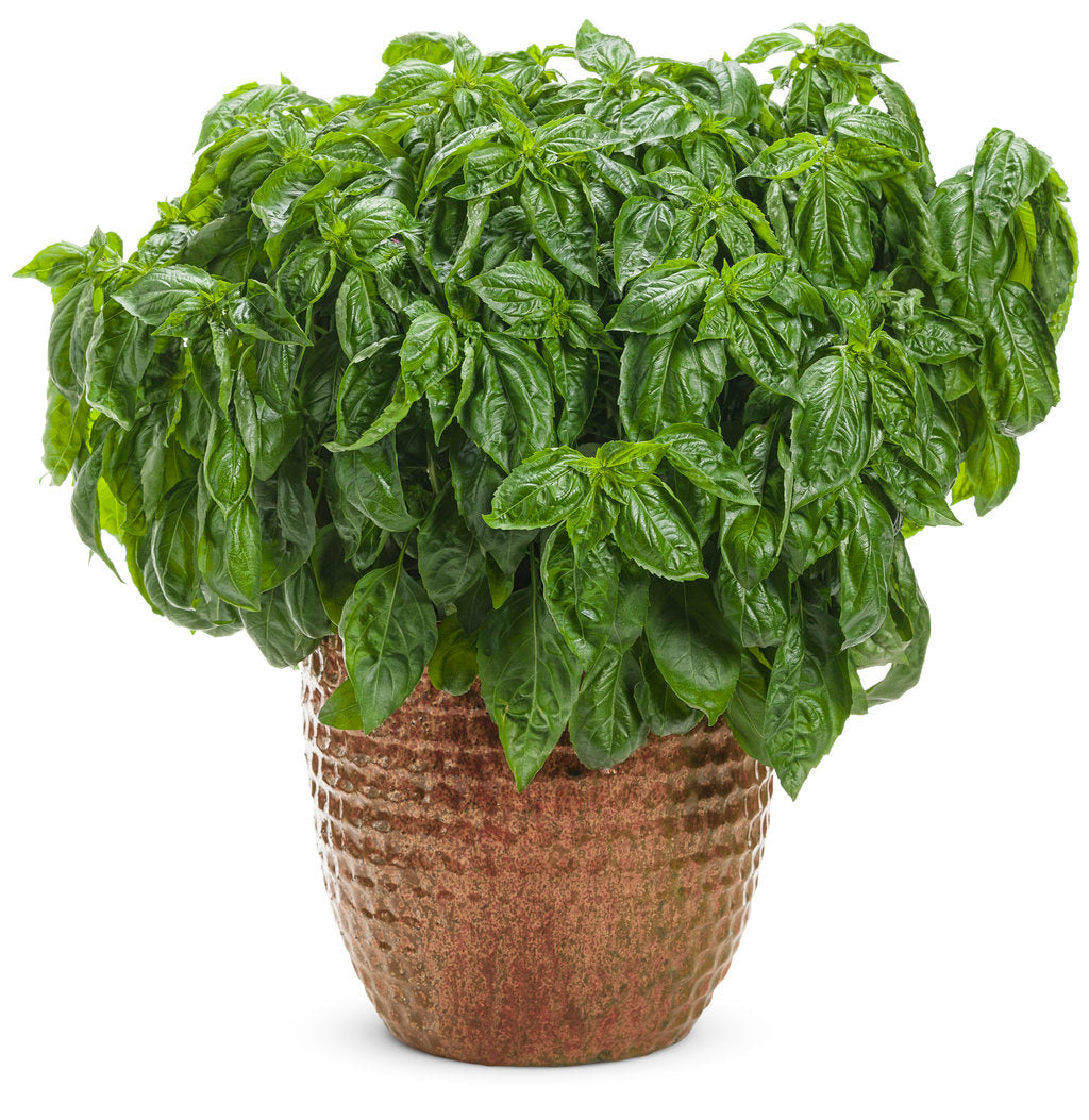 Amazel Basil®