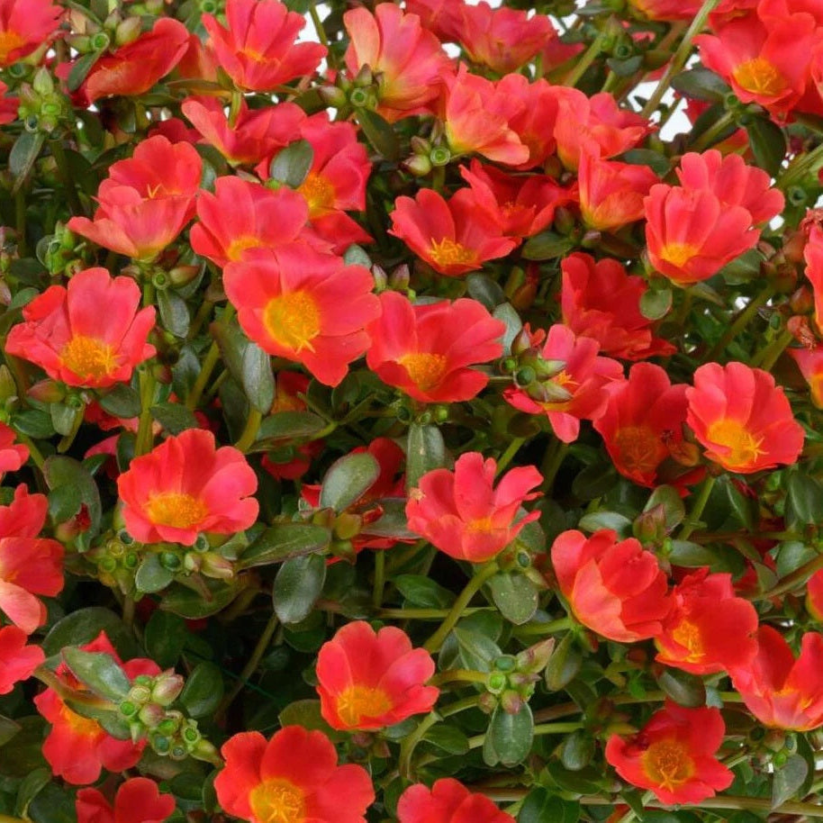 Mega Pazzaz™ Red Portulaca | Creekside Champions™