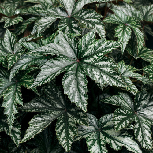 Proven Accents® Pegasus® Begonia | Proven Winners