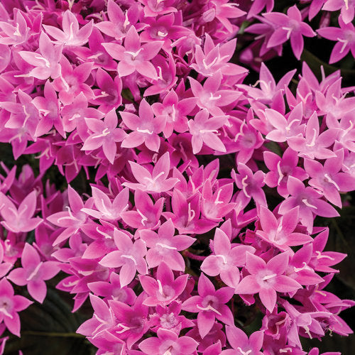 Sunstar® Lavender Pentas | Proven Winners®
