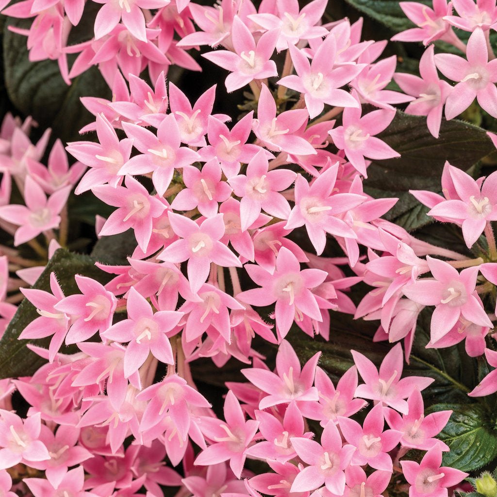 Sunstar® Pink Pentas | Proven Winners®