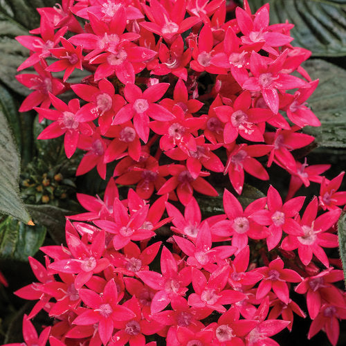 Sunstar® Red Pentas | Proven Winners®