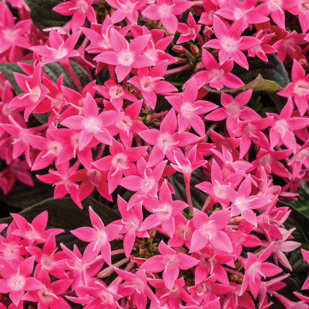 Sunstar® Rose Pentas | Proven Winners®
