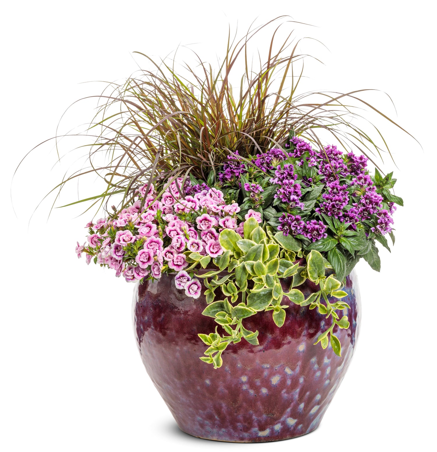 Totally Tempted® Vivid Violet™ Cuphea | Proven Winners®