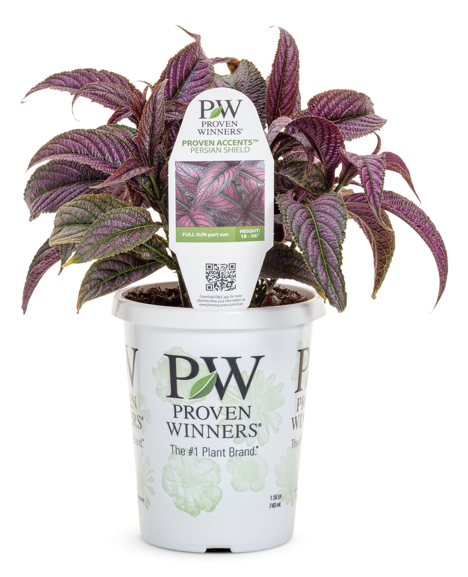 Proven Accents® Persian Shield
