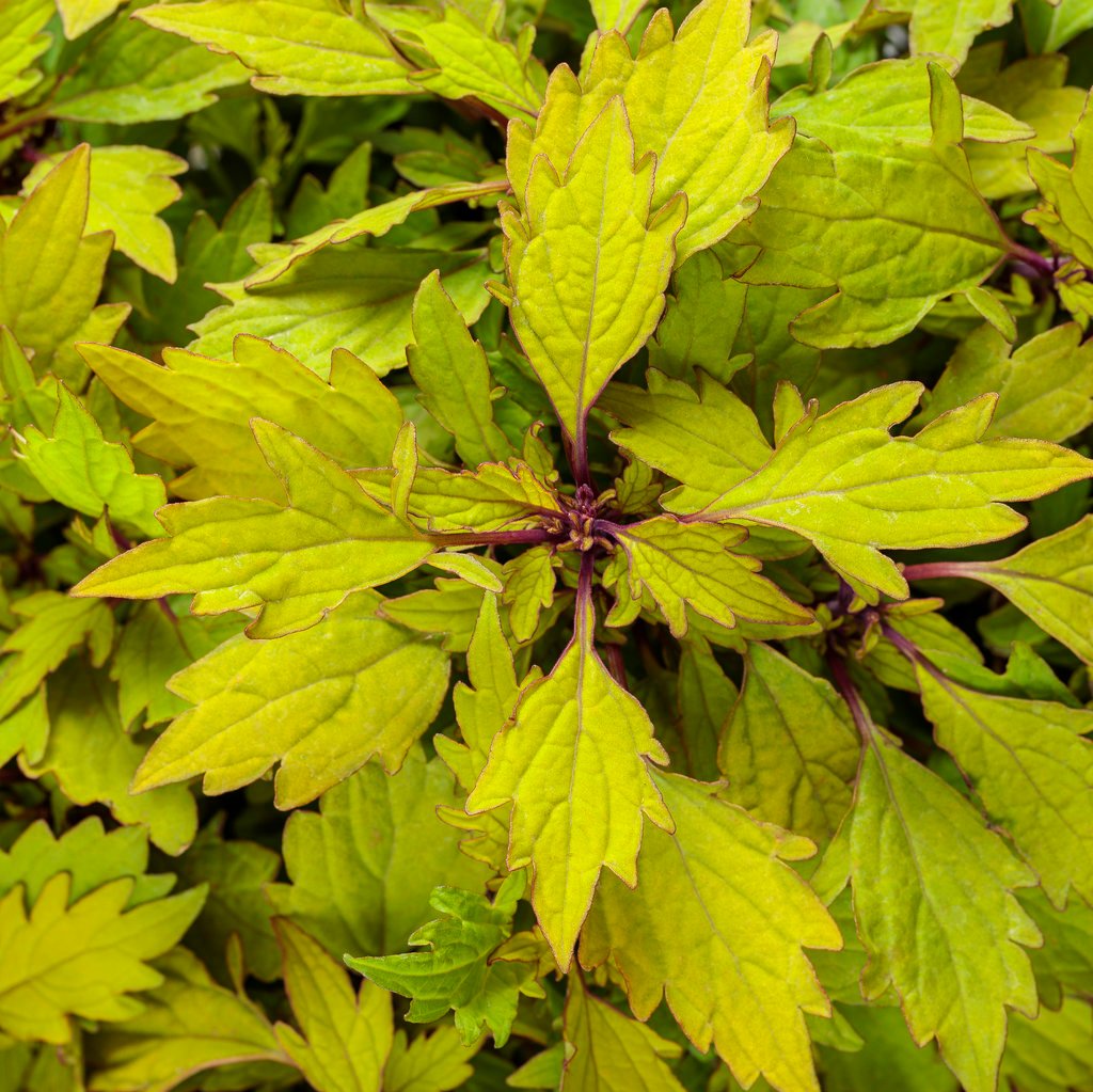 ColorBlaze® Royale Pineapple Brandy™ Coleus | Proven Winners®